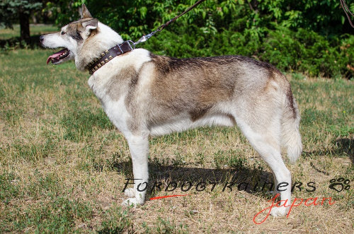 大型犬　首輪　おしゃれ